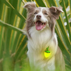 Dog Walking Light Waterproof Dog Collars
