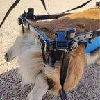 Durable Disabled  Dog Wheelchair