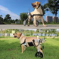 Large Dog Wheelchair for Hind Limb Rehabilitation